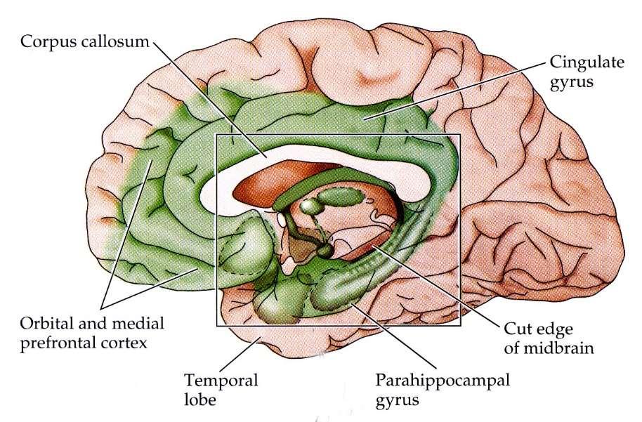 Nový pohled + orbitofrontální a mediofrontální cortex Striatum ventrale