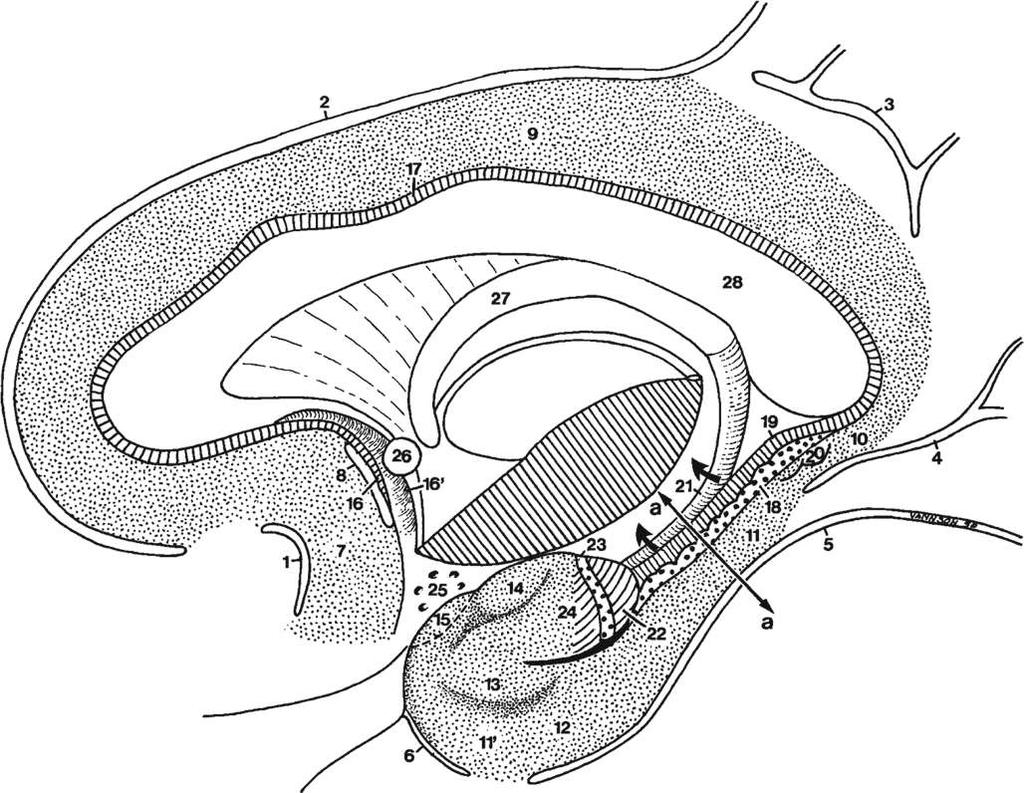 Uncus a přilehlé struktury Gyrus cinguli Gyrus paraterminalis mediální část septum verum Area subcallosa U- g. uncinatus -archicortex S- g.