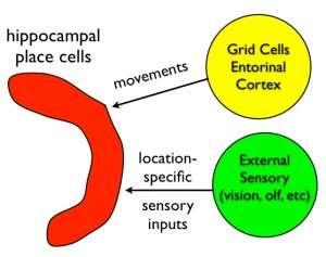 Hippocampus ( PLACE CELLS ) navigátor.