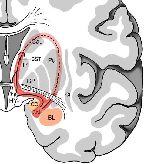 Amygdala a rozšířená (extended) amygdala (podle ten Donkelaara) Senzorické vstupy se přes Co a BL amygdalu sbíhají