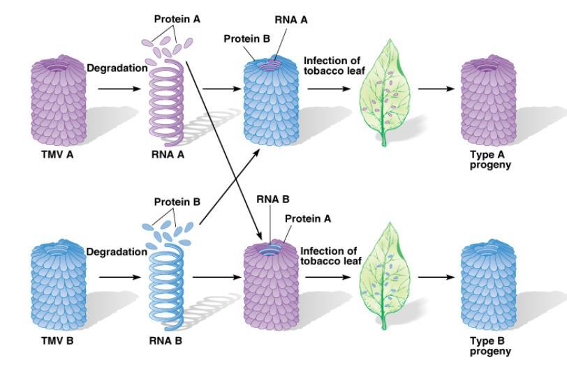 Virové potomstvo je shodné s typem, z kterého byla získána RNA, nevykazuje znaky typu, ze kterého byl získán protein.