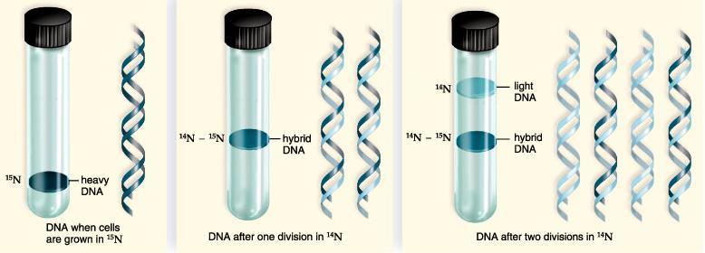 N lehká DNA DNA v roztoku CsCl 14 N - 14 N hybridní DNA 15
