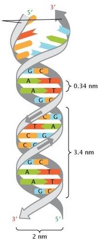 Sekundární struktura DNA Sekundární struktura DNA představuje trojrozměrnou konfiguraci - základní šroubovicovou strukturu, pro kterou platí: Cukr-fosfátová kostra Osa dvoušroubovice 5 3 (1)