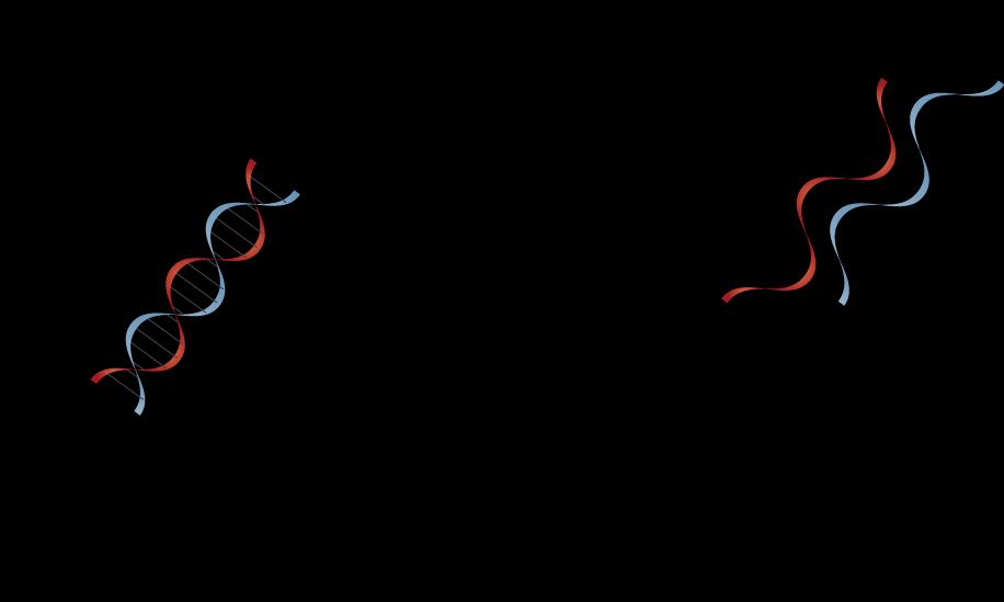 Denaturace dvoušroubovicové DNA Absorbance při 260 nm Denaturací DNA se označuje přechod dvoušroubovicové struktury DNA v samostatné polynukleotidové řetězce. Dochází k ní vlivem např.