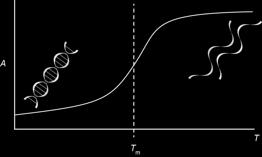 Denaturační křivka závislost absorbance UV-světla o vlnové délce 260 nm na teplotě roztoku dsdna tvar sigmoidální křivky T m teplota při níž zdenaturovalo 50 % dsdna molekul, teplota tání T m je