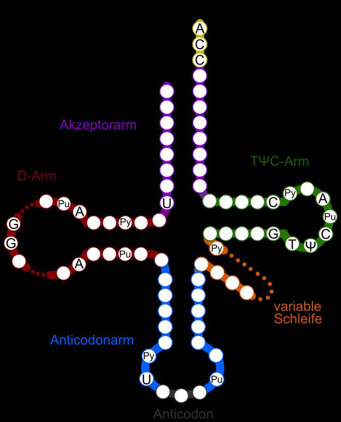 Transferová RNA Primární struktura 74-95 nuleotidů, 5 -CCA-3 sekvence na 3 konci neobvyklé báze - vznik posttranskripční modifikací, nenáhodné rozdělení v sekvenci - vliv na párování bazí, přesnost