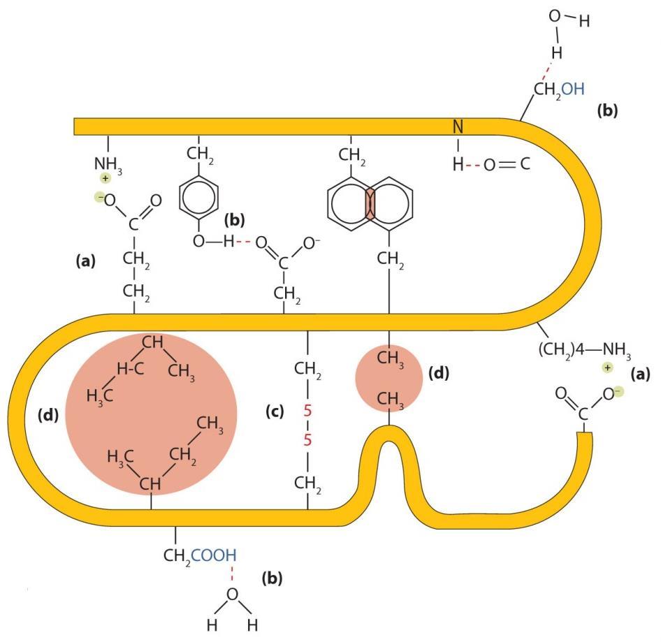 Sekundární struktura proteinů Nekovalentní vazby proteinů tvoří se mezi atomy či skupinami atomů v rámci jednoho polypeptidového řetězce či mezi řetězci iontová vazba mezi -NH 2 a -COOH různých AK