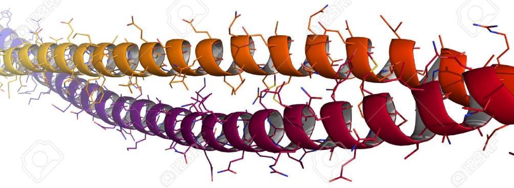 ohybu polypeptidového řetězce v globulárních proteinech, řetězec zde tvoří pevnou smyčku