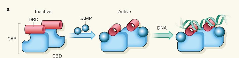 Struktura proteinů Proteinová doména úsek proteinu s určitou primární, sekundární a terciální strukturou, která mu v rámci proteinu určuje specifickou funkci základem funkce celého proteinu je