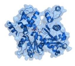 Oligomerní proteiny a nadmolekulární struktury Tvorba dimerů pokud má monomer vazebné místo