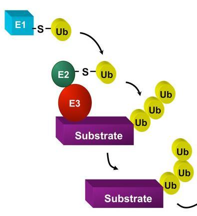 cytoplazmě eukaryotické buňky proteiny určené k degradaci jsou označeny ubikvitinem (Ub) pomocí ubikvitin ligáz (E1-E3) centrální část (20S proteazom) - pór ze čtyř kruhů (α a β