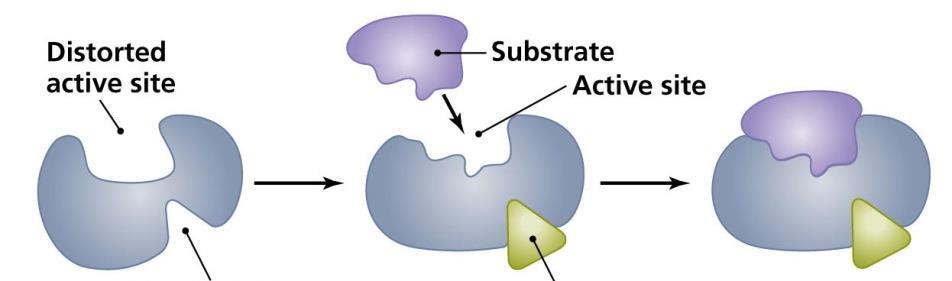 Biologické funkce proteinů Enzymy urychlují chemické reakce a určují jejich směr a specifitu (výběr substrátu) substrátem se rozumí látka, která se vlivem enzymu mění aktivní místo - oblasti