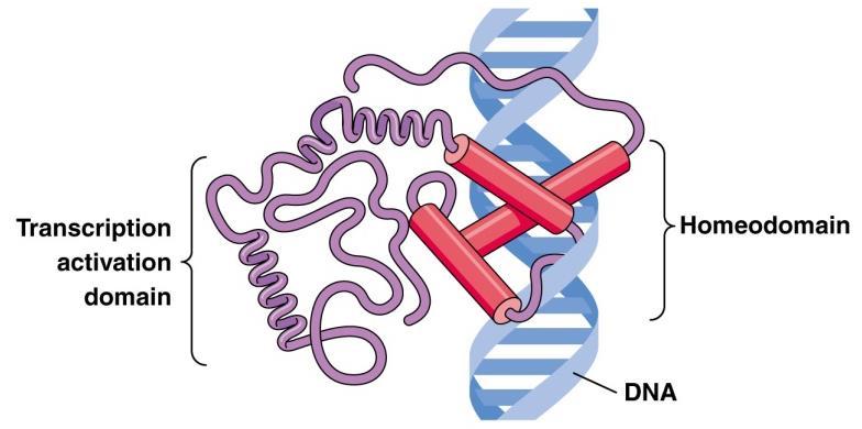 Vazebné interakce proteiny-dna Proteiny s motivem homeodomén proteiny kódované homeotickými geny HTH-jednotka s upevňovací