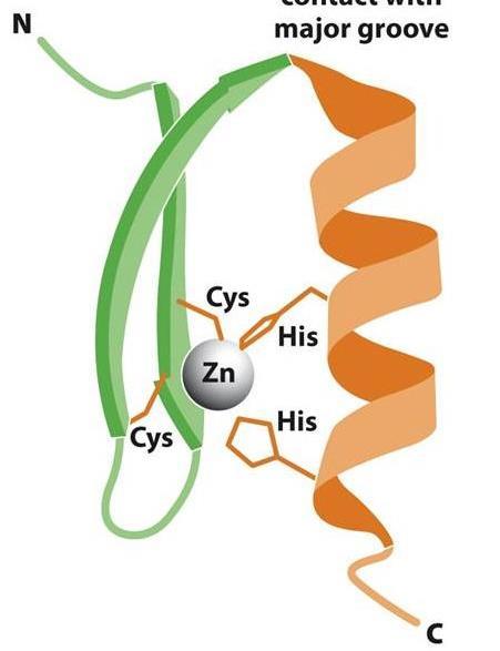 helixu Transkripčně aktivační doména Homeodoména Proteiny s motivem zinkových prstů 3-9 tandemových repetic o 29-31 AK