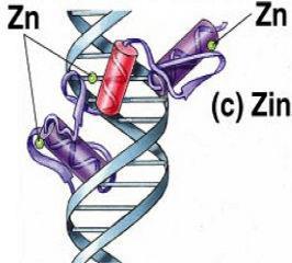 list a α-helix, který se váže ve větším žlábku DNA His a Arg rozeznávají G v GC párech, všechny tři prsty dohromady