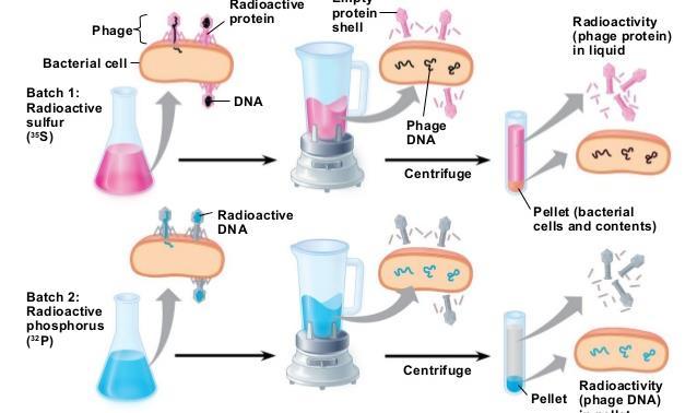 DNA fága vstupuje do buněk. Za přenos genetické informace (i u virů) je zodpovědná DNA.