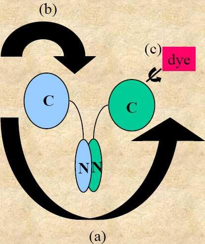 Pohyby molekuly poteinu a c b a otace celé