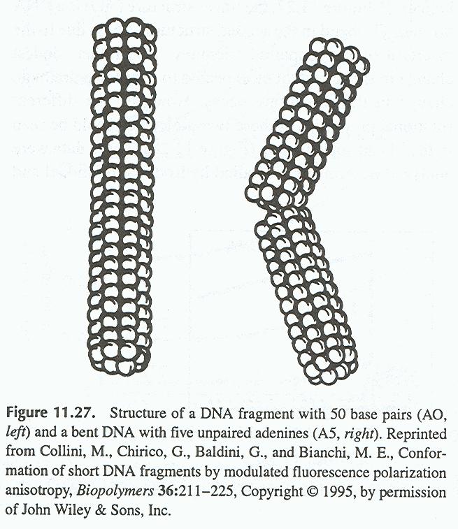 Aplikace časově ozlišené měření Dynamika DNA Zahnutá molekula DNA se otáčí pomaleji než ovná. Ohybu je dosaženo vložením 5 nepáových adeninů.