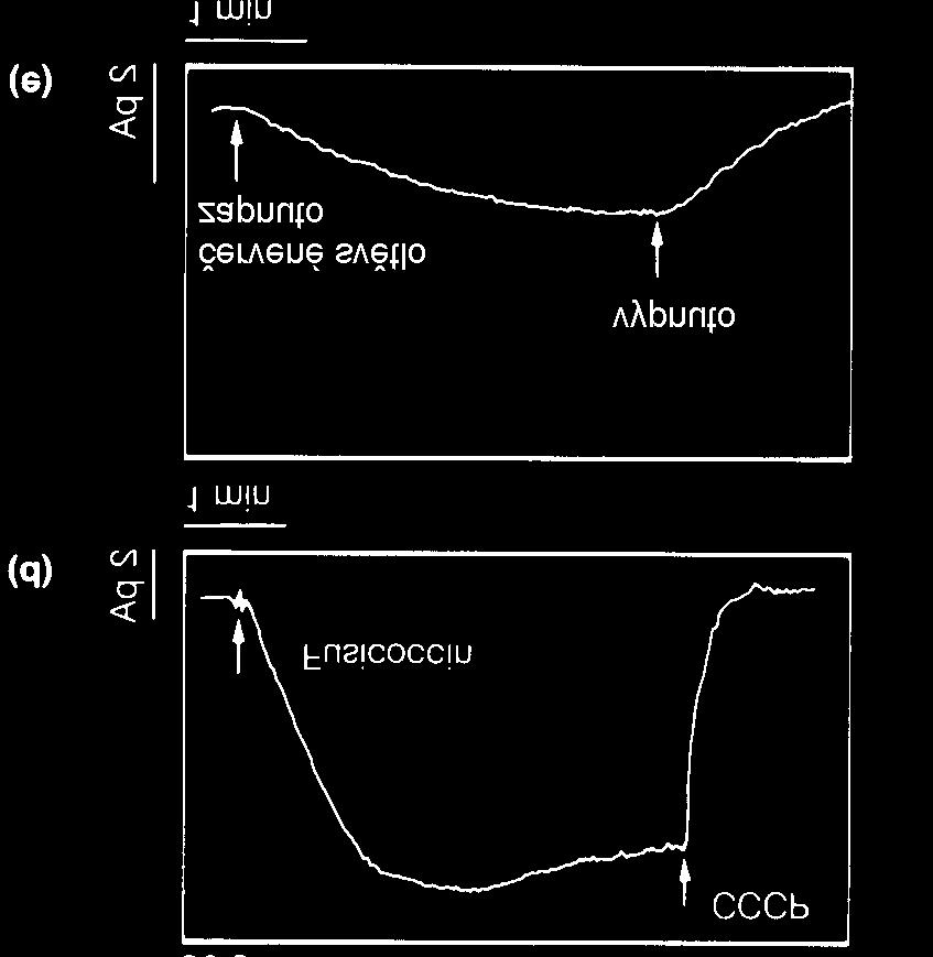 pulsem modrého světla (c) nebo červeného světla (e); proud vyvolaný činností protonové pumpy, podnícenou přidáním houbového toxinu fusicoccinu, lze zrušit účinkem karbonylkyanid