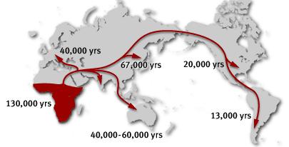 Human Migration Out of Africa 1. Yorubans 2. Western Pygmies 3.