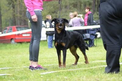 BOMBARDA CANIS MAYRAU O: A Yago Murier de Sordeille Chov: Kateřina Vokatá CMKU/BC/5259/16 M: Heroine Gardiens Aux Coeurs Tendres Maj: Jana Niklová Skus