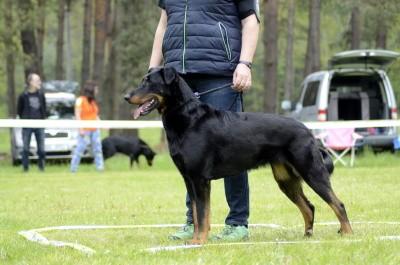 hlava, výborná horní linie a hruď, záď velmi dobrá, vybočení zadních končetin -1, výborné přední i zadní končetiny, velmi krásná fena, horší předvedení v pohybu