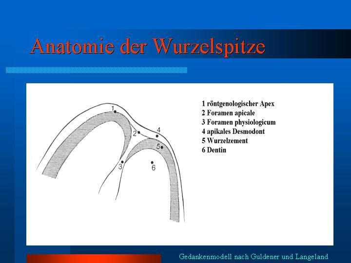 Apical morphology 1. X ray apex 2. Foramen apicale 3.