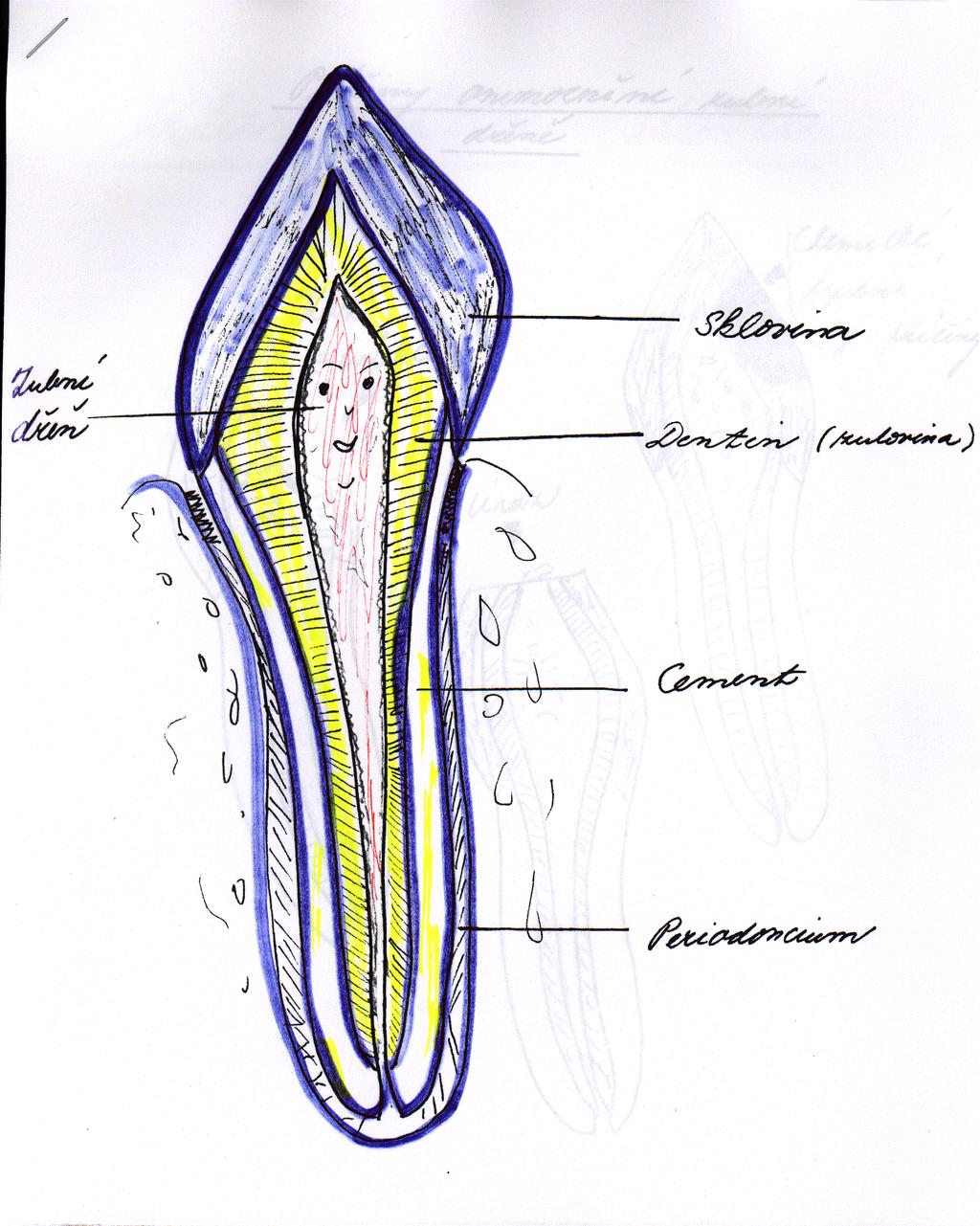 Morphology Enamel Pulp