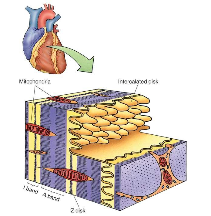 HISTOLOGIE