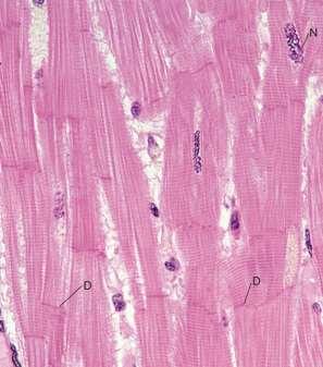 HISTOLOGIE SRDEČNÍ SVALOVÉ TKÁNĚ dlouhé, protáhlé