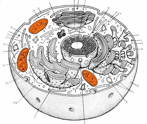 Buňka Základní funkční a morfologická jednotka mnohobuněčného