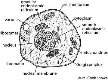 Stavba buňky Buněčná membrána cytosol BUŇKA