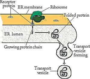 GER proteosyntéza (Ri) a transport proteinů do GA (transportními váčky) v kooperaci s GA: intracelulární skladování (např.