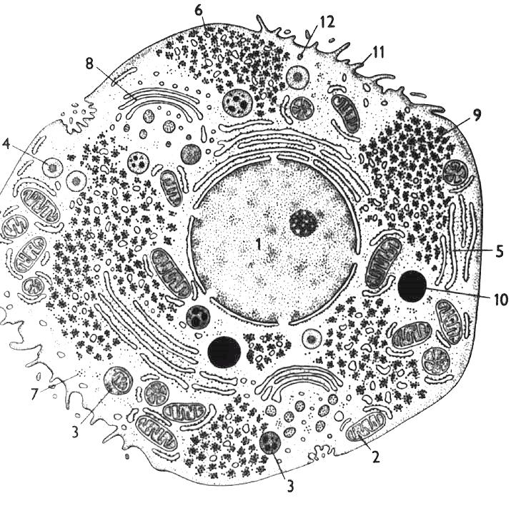 Buněčné organely Memebránové Mitochondrie Endoplazmatické retikulum