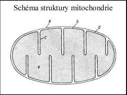 Stavba mitochondrie Vnější membrána (hladká) Vnitřní membrána (s kristami) Cristae mitochondriales (+