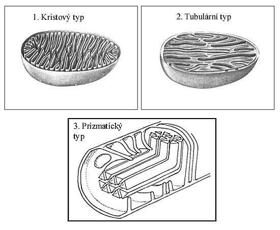 Mitochondriální kristy hřebenovité