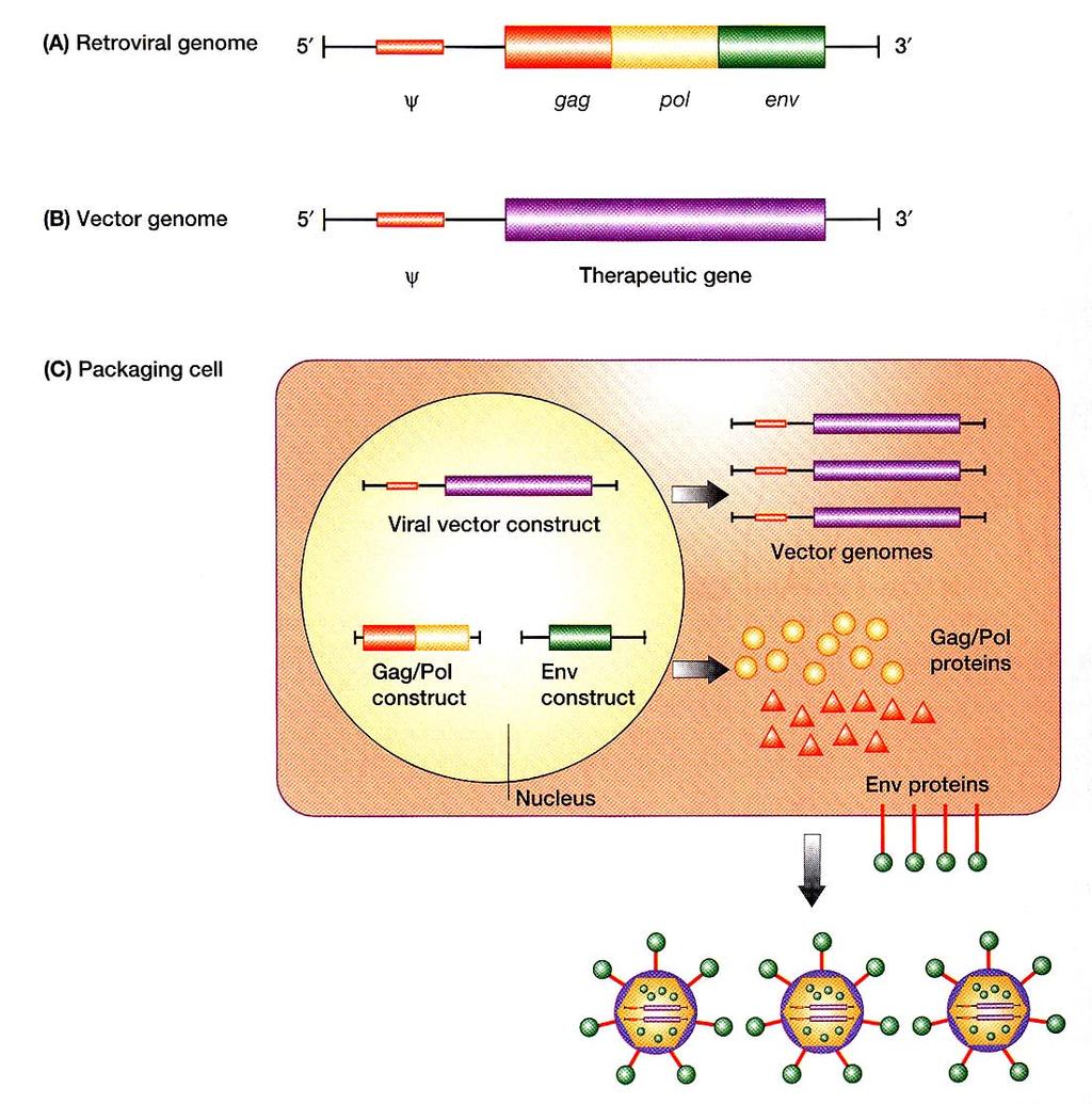 Konstrukce retrovirových vektorů a vytváření infekčních