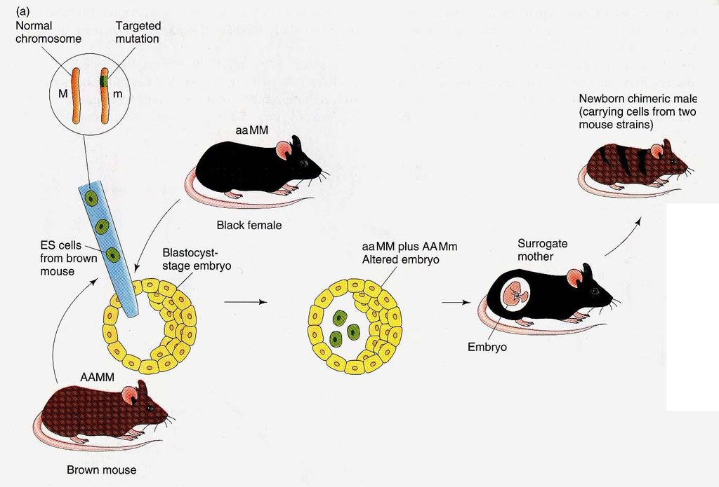 Vytvoření myši nesoucí knokautovaný gen A = aguti, a = black, M =