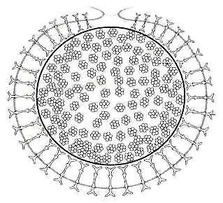 ..trochospongilla horrida Welter, 1893 3(2) amfidisky se