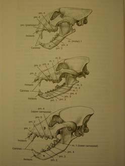 Canidae a Felidae 5 (4), Hyaenidae 4(4) Femur bez trochanter tertius Fissipedia vs.