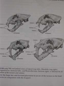 Hyaenidae -