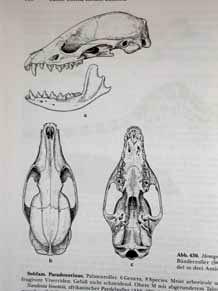 johnstoni, maculata, pardina, piscivora(=osbornictis),
