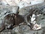 Spotted-Necked Otter (Hydrictis