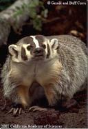 everetti) Stink Badgers (Mydaus) 2 species Indonesian Stink Badger (Mydaus javanensis)