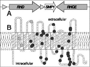 RH faktor Rh faktor byl poprvé popsán v roce 1939 (Landsteiner, Wiener). DNA studie prokazují přítomnost dvou forem Rh genu D a CE na chromozomu 1. D gen kóduje D antigen.