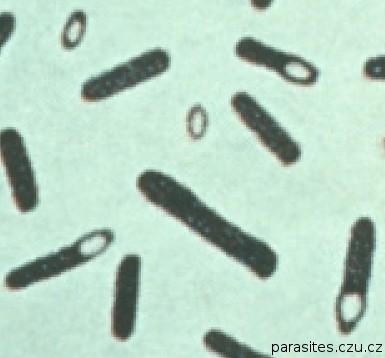 Clostridium botulinum G+ tyčka, anaerobní, rovné, velké, oválná subterminální endospora komenzál ve střevech zvířat ve vodě, půdě, tvoří botulotoxin otravy potravinami kontaminovanými sporami