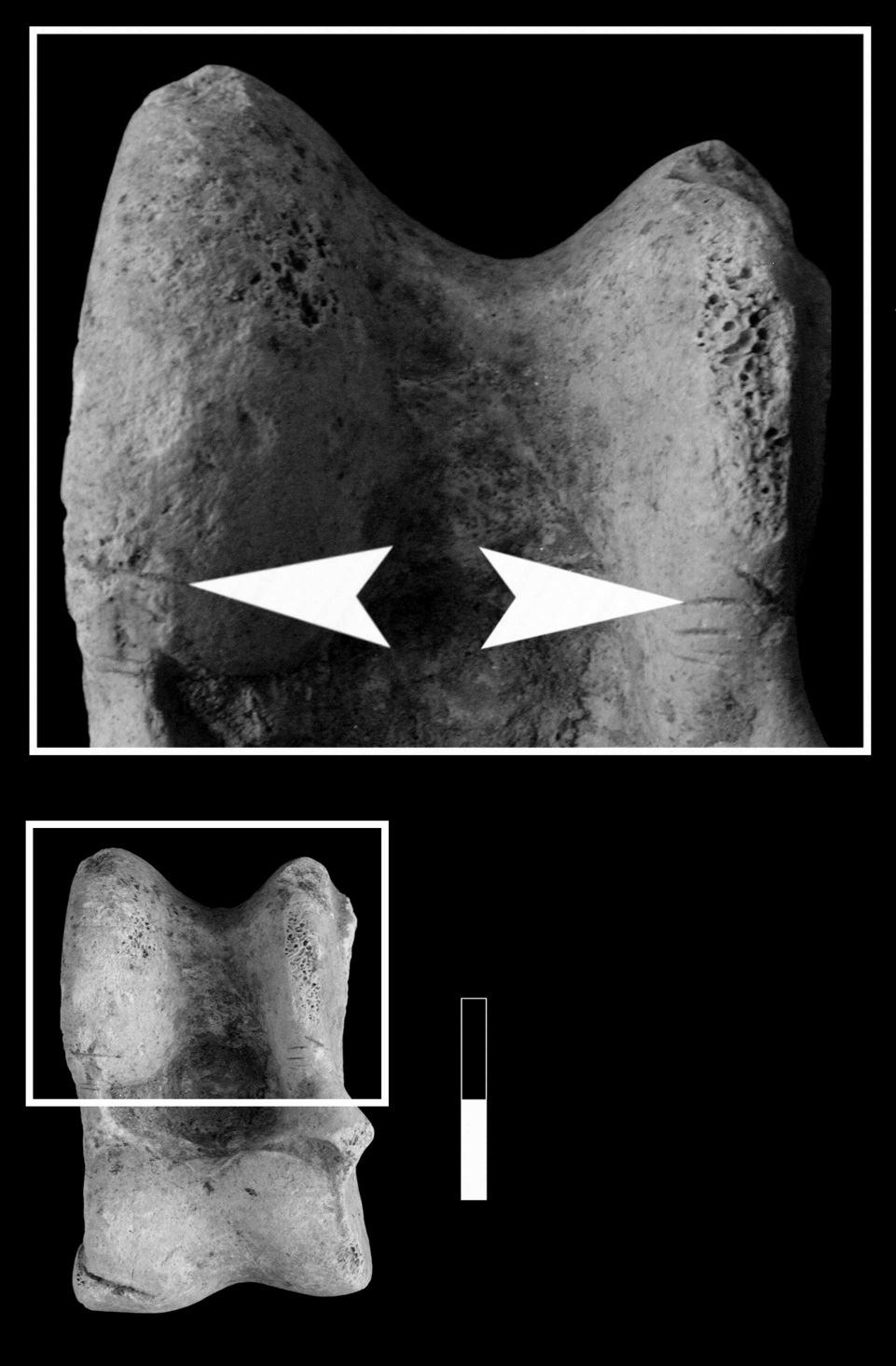 Zprávy o výzkumech za rok 2010: Paleolit a mezolit Obr. 11. Milovice IV, sob (Rangifer tarandus). Pravý astragalus se zářezy vzniklými při porcování (Binford code number TA-1). Caudální pohled.