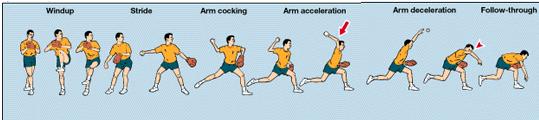 Pohyby paže při hodu nebo smečování jsou velmi podobné a byly rozděleny do pěti fází: 1. Wind up fáze (navíjení, přiblížení) příprava k hodu - v tuto chvíli jsou rotátorové svaly inaktivní. 2.