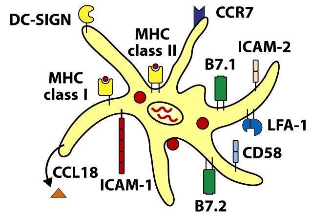 4.1 Myeloidní DC Jsou charakterizovány jako CD123- (IL-3Rα) /CD11c+ (CR4) (4) a na jejich povrchu se vyskytují myeloidní markery CD13 a CD33.