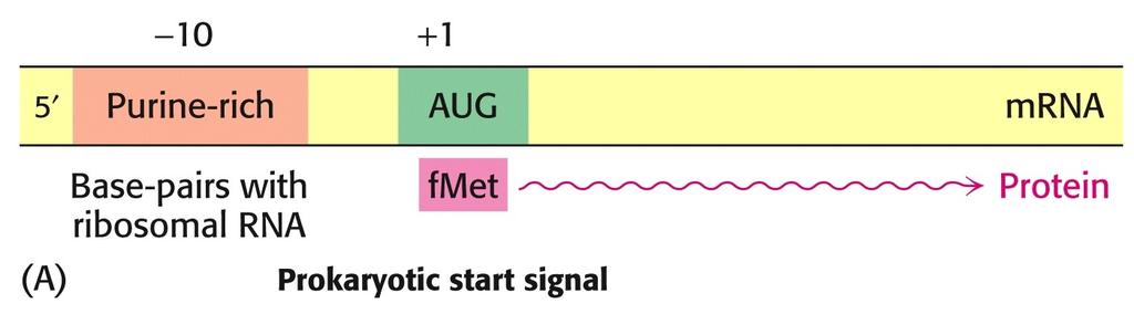 Syntéza polypeptidického řetězce Počátek